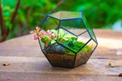 Handmade Silver Black Various Size Pentagon Glass Geometric Terrarium For Succulents Airplants Cacti -Ncyp Garden Sale Shop IMG 1803