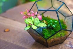 Handmade Silver Black Various Size Pentagon Glass Geometric Terrarium For Succulents Airplants Cacti -Ncyp Garden Sale Shop IMG 1804