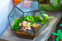 Handmade Silver Black Various Size Pentagon Glass Geometric Terrarium For Succulents Airplants Cacti -Ncyp Garden Sale Shop IMG 1806 2