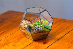 Handmade Silver Black Various Size Pentagon Glass Geometric Terrarium For Succulents Airplants Cacti -Ncyp Garden Sale Shop IMG 1807