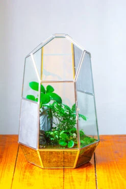 16.1" Large Irregular Geometric Glass Terrarium, Close, Vented Silver, For Tropical Plants, And Large Insects -Ncyp Garden Sale Shop IMG 1851 bacc71f1 3da1 4433 951e cf17e55f02d9