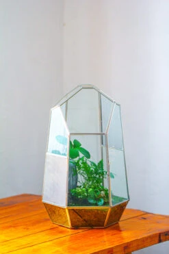 16.1" Large Irregular Geometric Glass Terrarium, Close, Vented Silver, For Tropical Plants, And Large Insects -Ncyp Garden Sale Shop IMG 1856 ac9f18de a2c3 4d0e 84ea 74c9cdaa76ab
