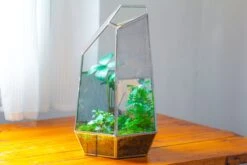 16.1" Large Irregular Geometric Glass Terrarium, Close, Vented Silver, For Tropical Plants, And Large Insects -Ncyp Garden Sale Shop IMG 1860 5fc30312 6ddf 4df2 80a5 248b42182bb4