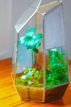 16.1" Large Irregular Geometric Glass Terrarium, Close, Vented Silver, For Tropical Plants, And Large Insects -Ncyp Garden Sale Shop IMG 1861 df73d175 fa98 426b 9fbc 4576c6f71d43