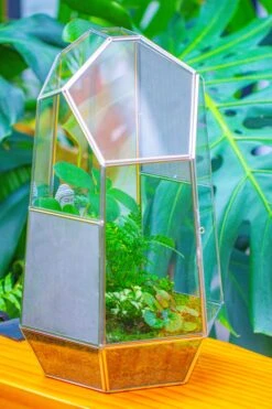 16.1" Large Irregular Geometric Glass Terrarium, Close, Vented Silver, For Tropical Plants, And Large Insects -Ncyp Garden Sale Shop IMG 1871 5511c26e 47d4 4aca a8ec 444ede24c7a9