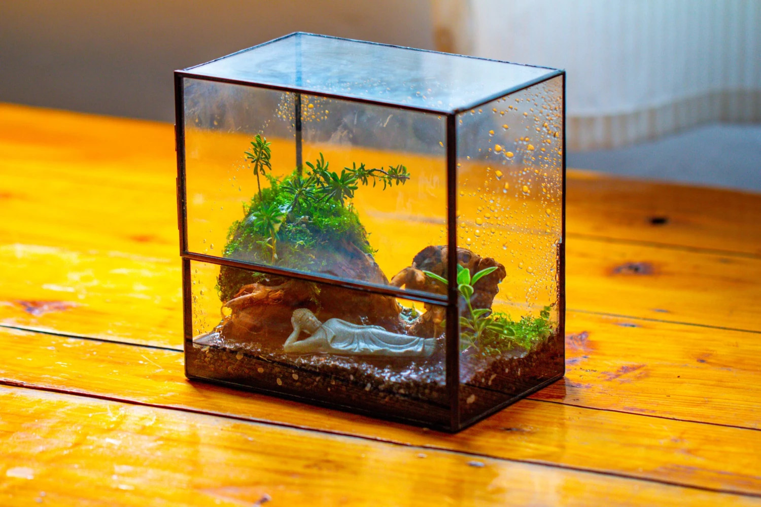 Handmade 7x7 Inches Watertight Glass Terrarium With Door, For Moss 2 Handmade 7x7 Inches Watertight Glass Terrarium With Door, For Moss - Image 2