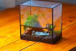 Handmade 7x7 Inches Watertight Glass Terrarium With Door, For Moss 21 Handmade 7x7 Inches Watertight Glass Terrarium With Door, For Moss -Ncyp Garden Sale Shop IMG 1944