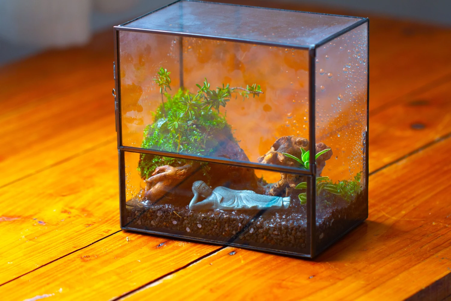 Handmade 7x7 Inches Watertight Glass Terrarium With Door, For Moss 3 Handmade 7x7 Inches Watertight Glass Terrarium With Door, For Moss - Image 3
