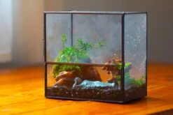 Handmade 7x7 Inches Watertight Glass Terrarium With Door, For Moss 22 Handmade 7x7 Inches Watertight Glass Terrarium With Door, For Moss -Ncyp Garden Sale Shop IMG 1945