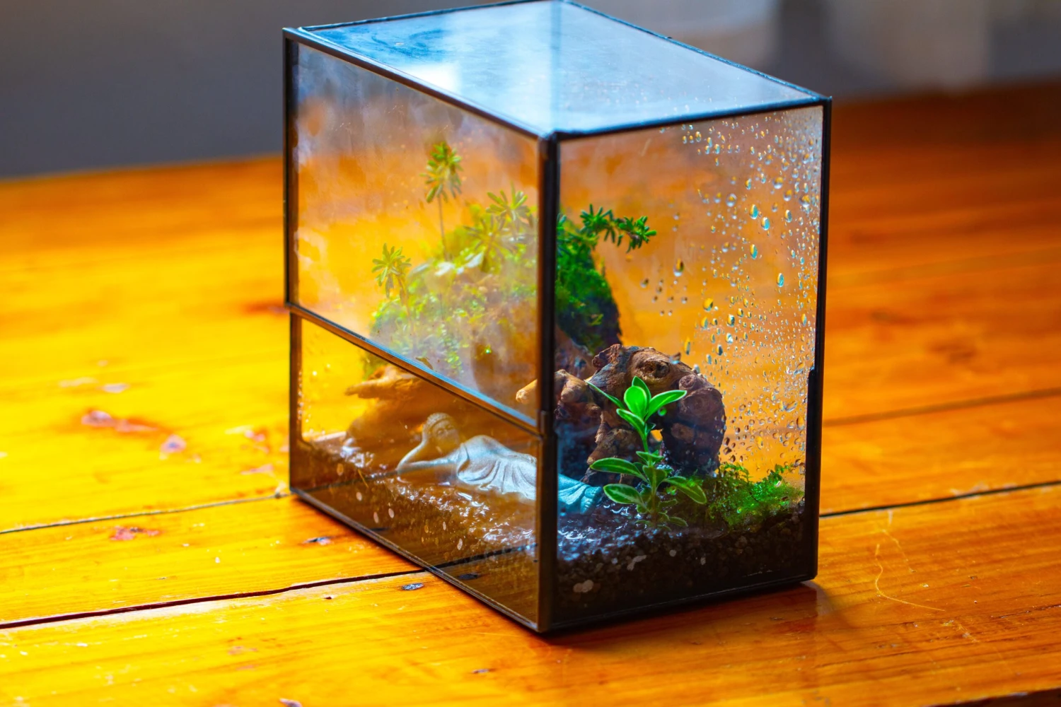 Handmade 7x7 Inches Watertight Glass Terrarium With Door, For Moss 5 Handmade 7x7 Inches Watertight Glass Terrarium With Door, For Moss - Image 5