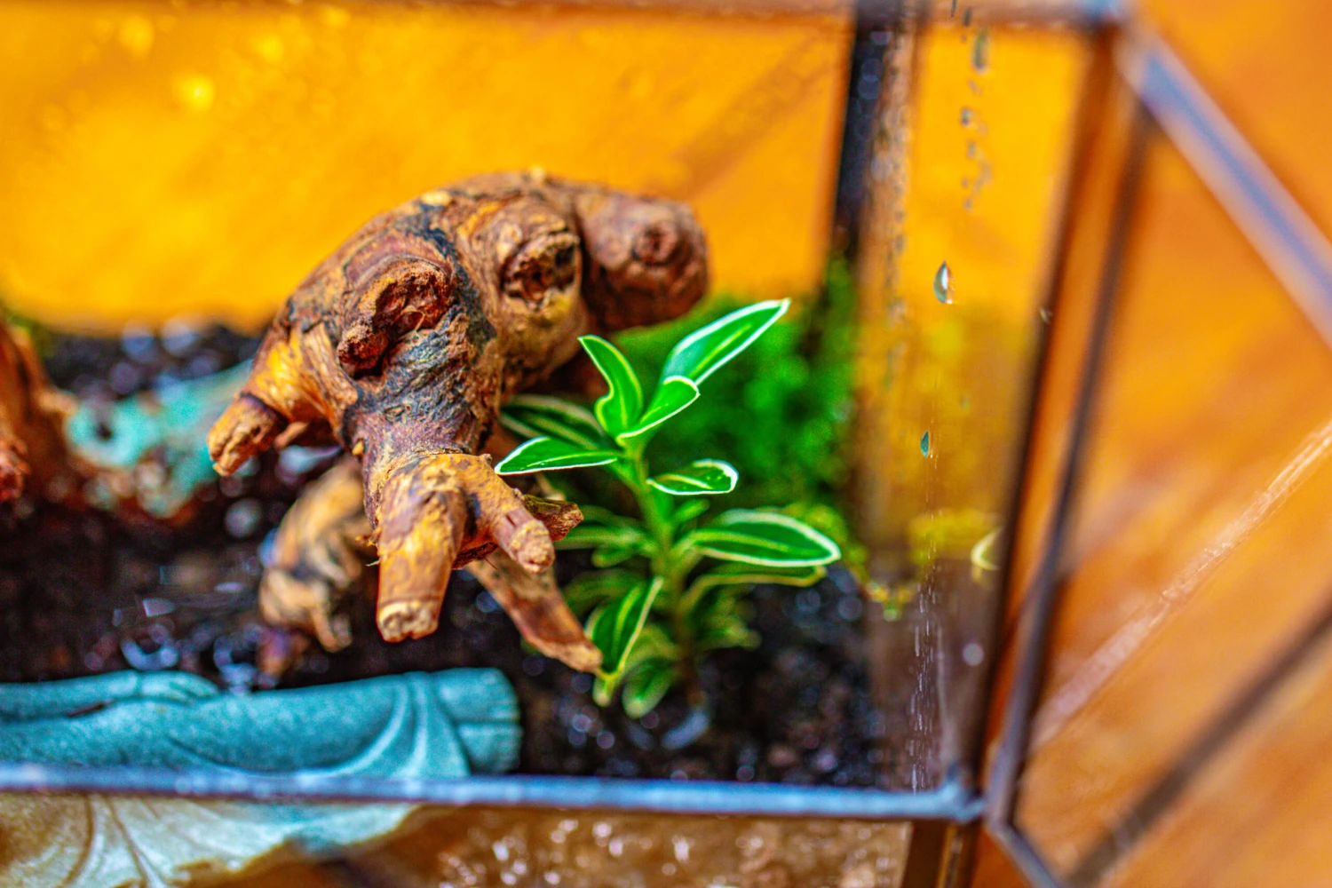 Handmade 7x7 Inches Watertight Glass Terrarium With Door, For Moss 7 Handmade 7x7 Inches Watertight Glass Terrarium With Door, For Moss - Image 7