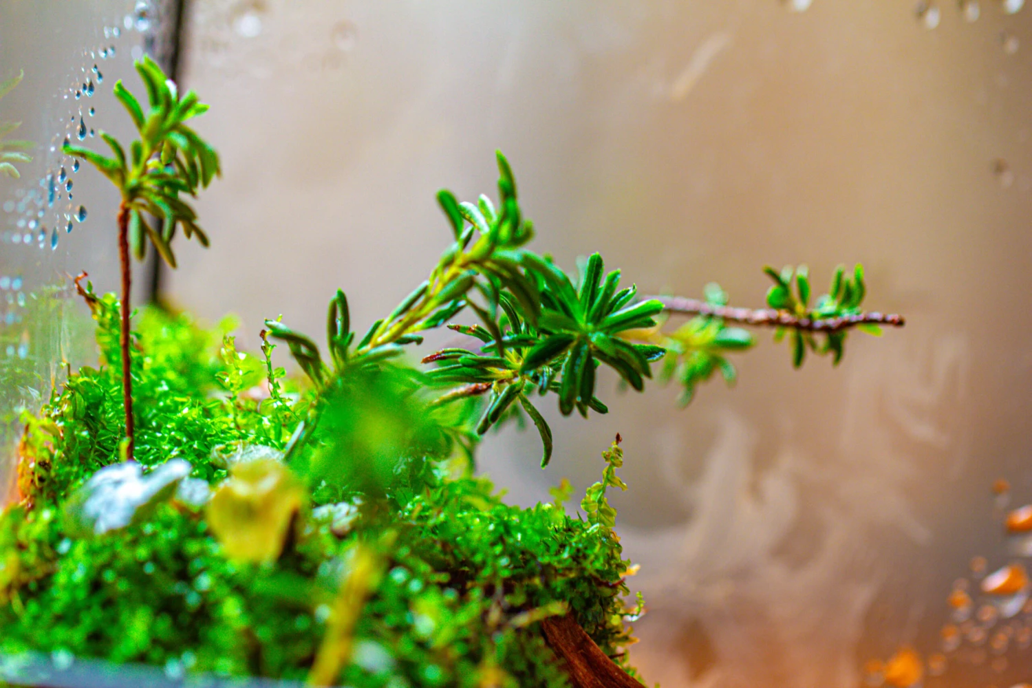 Handmade 7x7 Inches Watertight Glass Terrarium With Door, For Moss 8 Handmade 7x7 Inches Watertight Glass Terrarium With Door, For Moss - Image 8