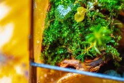 Handmade 7x7 Inches Watertight Glass Terrarium With Door, For Moss 27 Handmade 7x7 Inches Watertight Glass Terrarium With Door, For Moss -Ncyp Garden Sale Shop IMG 1950