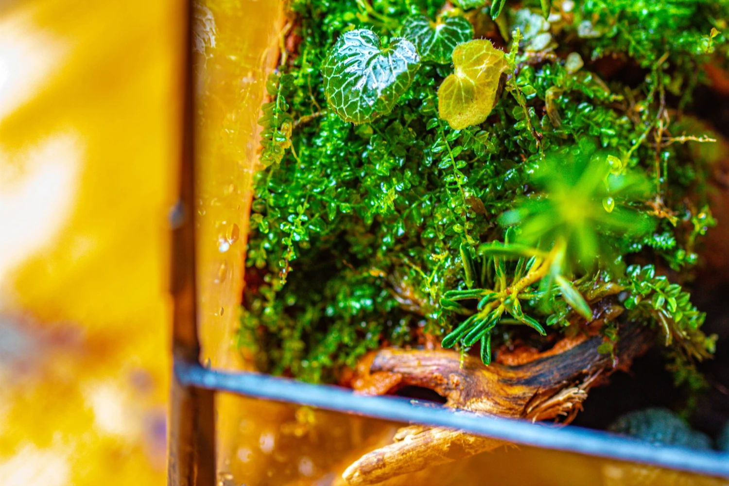 Handmade 7x7 Inches Watertight Glass Terrarium With Door, For Moss 9 Handmade 7x7 Inches Watertight Glass Terrarium With Door, For Moss - Image 9