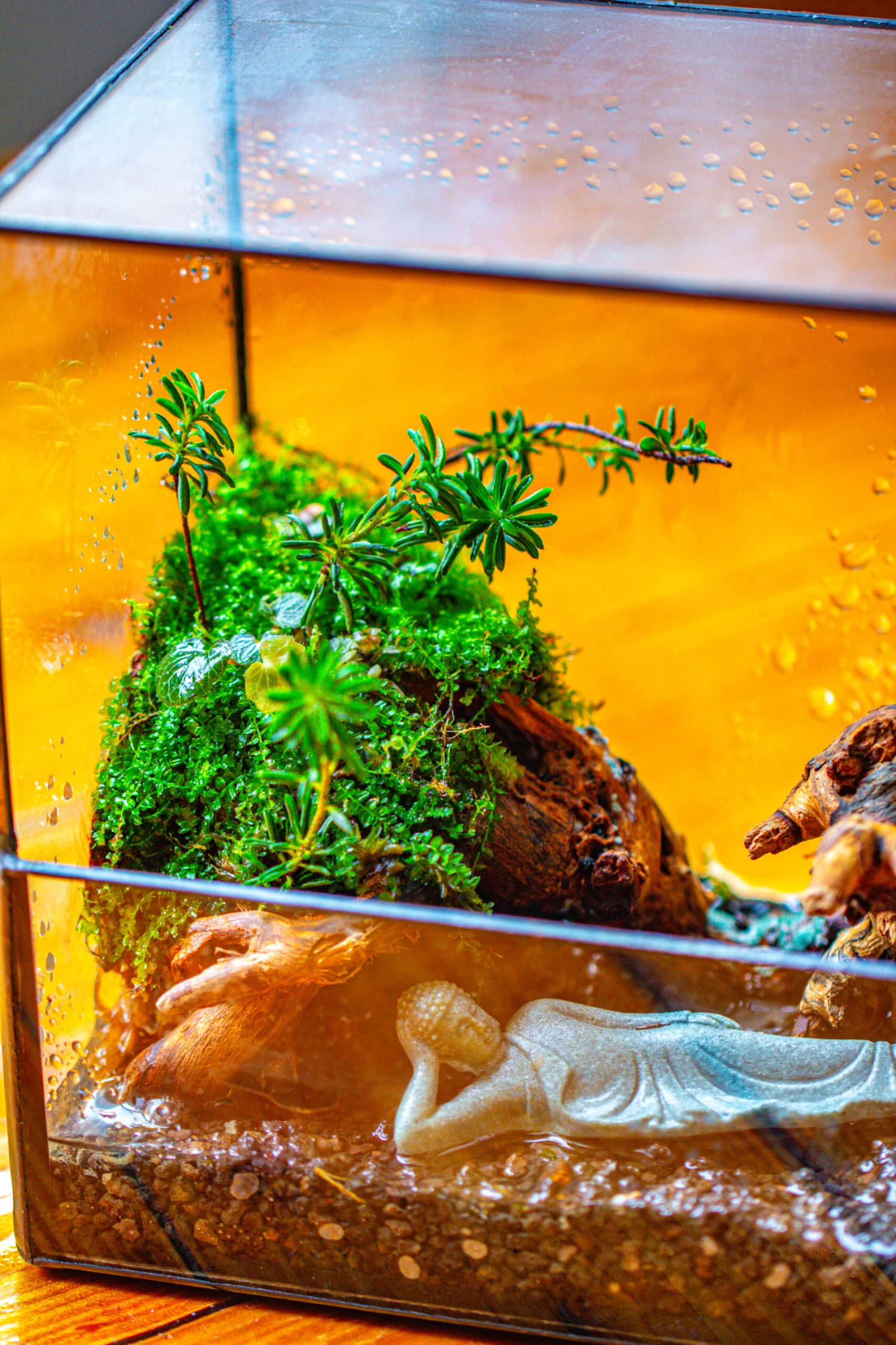 Handmade 7x7 Inches Watertight Glass Terrarium With Door, For Moss 10 Handmade 7x7 Inches Watertight Glass Terrarium With Door, For Moss - Image 10