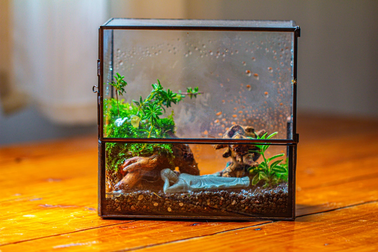 Handmade 7x7 Inches Watertight Glass Terrarium With Door, For Moss 11 Handmade 7x7 Inches Watertight Glass Terrarium With Door, For Moss - Image 11