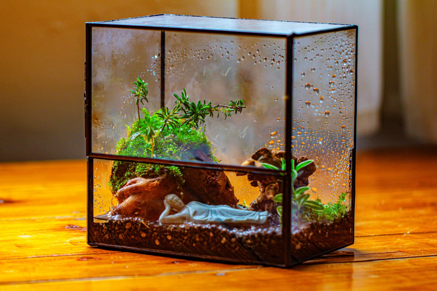 Handmade 7x7 Inches Watertight Glass Terrarium With Door, For Moss 12 Handmade 7x7 Inches Watertight Glass Terrarium With Door, For Moss - Image 12