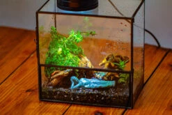 Handmade 7x7 Inches Watertight Glass Terrarium With Door, For Moss 31 Handmade 7x7 Inches Watertight Glass Terrarium With Door, For Moss -Ncyp Garden Sale Shop IMG 1954