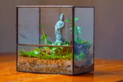7x7 Inches Glass Terrarium With Side Door, For Moss -Ncyp Garden Sale Shop IMG 1957