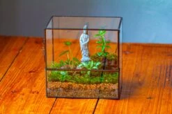 7x7 Inches Glass Terrarium With Side Door, For Moss -Ncyp Garden Sale Shop IMG 1959