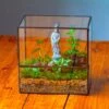 7x7 Inches Glass Terrarium With Side Door, For Moss