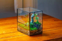7x7 Inches Glass Terrarium With Side Door, For Moss -Ncyp Garden Sale Shop IMG 1960