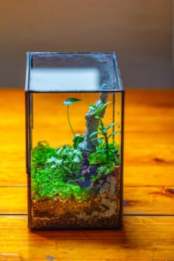7x7 Inches Glass Terrarium With Side Door, For Moss -Ncyp Garden Sale Shop IMG 1961