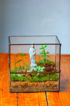 7x7 Inches Glass Terrarium With Side Door, For Moss -Ncyp Garden Sale Shop IMG 1962 6