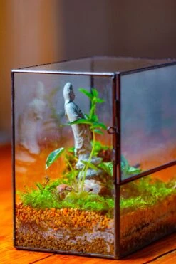 7x7 Inches Glass Terrarium With Side Door, For Moss -Ncyp Garden Sale Shop IMG 1963 823fb7c4 f3e9 402e 9978 418654bd07cc