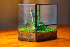 7x7 Inches Glass Terrarium With Side Door, For Moss -Ncyp Garden Sale Shop IMG 1964 d88a72fa de6e 4680 84c0 3f45784fe449