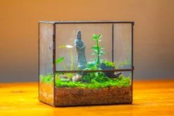 7x7 Inches Glass Terrarium With Side Door, For Moss -Ncyp Garden Sale Shop IMG 1965 03935525 9d3e 4935 a8dd 784a513009cc