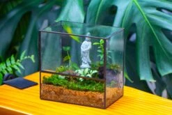 7x7 Inches Glass Terrarium With Side Door, For Moss -Ncyp Garden Sale Shop IMG 1968