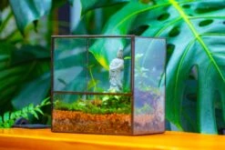 7x7 Inches Glass Terrarium With Side Door, For Moss -Ncyp Garden Sale Shop IMG 1970