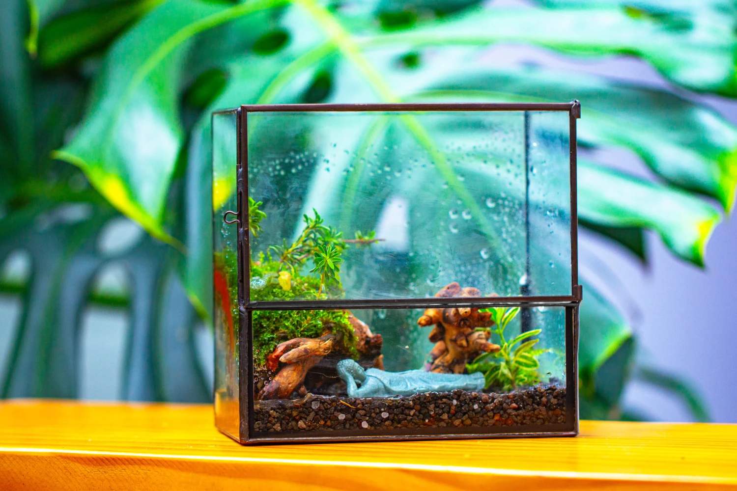 Handmade 7x7 Inches Watertight Glass Terrarium With Door, For Moss 17 Handmade 7x7 Inches Watertight Glass Terrarium With Door, For Moss - Image 17