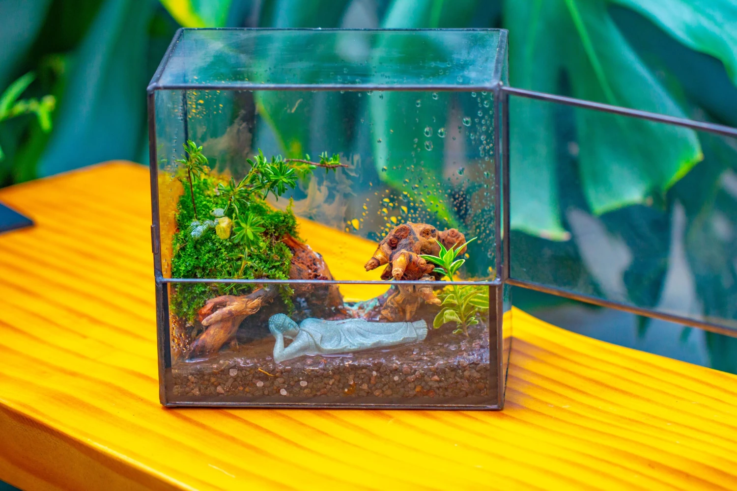 Handmade 7x7 Inches Watertight Glass Terrarium With Door, For Moss 18 Handmade 7x7 Inches Watertight Glass Terrarium With Door, For Moss - Image 18