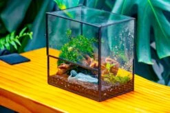 Handmade 7x7 Inches Watertight Glass Terrarium With Door, For Moss 37 Handmade 7x7 Inches Watertight Glass Terrarium With Door, For Moss -Ncyp Garden Sale Shop IMG 1974