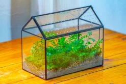 Handmade Close House-shaped Glass Terrarium Enclosure, With Acrylic Mesh Vent, For Jumping Spider, Snail Habitat, Terrarium Only -Ncyp Garden Sale Shop IMG 2032 05c77694 0764 4dba 9ba8 e7affb29f781