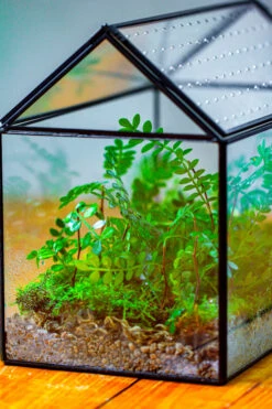 Handmade Close House-shaped Glass Terrarium Enclosure, With Acrylic Mesh Vent, For Jumping Spider, Snail Habitat, Terrarium Only -Ncyp Garden Sale Shop IMG 2035 2 1fe1e77f 2971 47cd 994d 872b3b102f95