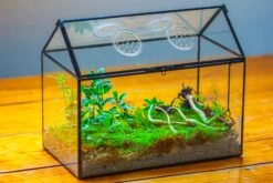 NCYP Handmade Geometric Glass Close Terrarium Box House Shape, Swing Lid Latch For Air Plants Moss Snail Reptile Habitat Vivarium -Ncyp Garden Sale Shop IMG 2036