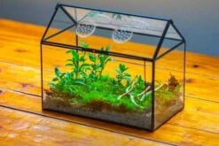 NCYP Handmade Geometric Glass Close Terrarium Box House Shape, Swing Lid Latch For Air Plants Moss Snail Reptile Habitat Vivarium -Ncyp Garden Sale Shop IMG 2038