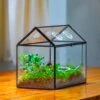 NCYP Handmade Geometric Glass Close Terrarium Box House Shape, Swing Lid Latch For Air Plants Moss Snail Reptile Habitat Vivarium