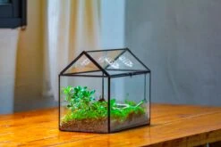 NCYP Handmade Geometric Glass Close Terrarium Box House Shape, Swing Lid Latch For Air Plants Moss Snail Reptile Habitat Vivarium -Ncyp Garden Sale Shop IMG 2052 ec2336c0 909e 449a 8d8b 955c00e5ab59