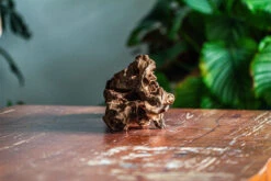 Natural Driftwood For Moss Terrarium, Miniature, Micro Landscape, Unique 12-65, Suitable For Both Live And Preserved Moss -Ncyp Garden Sale Shop IMG 2056