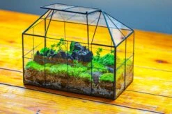 NCYP Glass Geometric Terrarium Tin-Sealed Brass Black House Shape Container With Grid And Swing Lid -Ncyp Garden Sale Shop IMG 2058 eede7d7e c98a 4554 9929 ff2839c94c0b