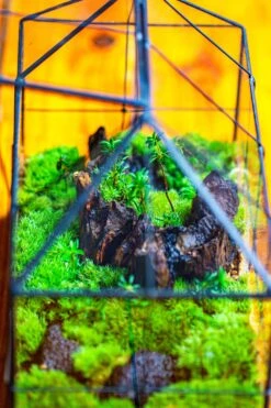 NCYP Glass Geometric Terrarium Tin-Sealed Brass Black House Shape Container With Grid And Swing Lid -Ncyp Garden Sale Shop IMG 2060 4a239794 b3f7 4f8a 933c cd6cf285ef21