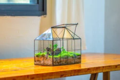 NCYP Glass Geometric Terrarium Tin-Sealed Brass Black House Shape Container With Grid And Swing Lid -Ncyp Garden Sale Shop IMG 2069 577fbfe0 b0e3 411a bf75 dd01ae7b26ec