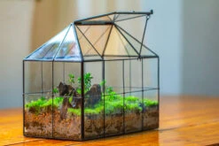 NCYP Glass Geometric Terrarium Tin-Sealed Brass Black House Shape Container With Grid And Swing Lid -Ncyp Garden Sale Shop IMG 2070 5000f96c 971d 4691 8bfb 94f87160dff2