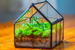 NCYP Mini Glass Terrarium With Lid House Shape Closed Planter Pot For Small Cactus, Succulents Plant 34 NCYP Mini Glass Terrarium With Lid House Shape Closed Planter Pot For Small Cactus, Succulents Plant -Ncyp Garden Sale Shop IMG 2071 b447794d 90f7 4339 9293 7a13aa4c2729
