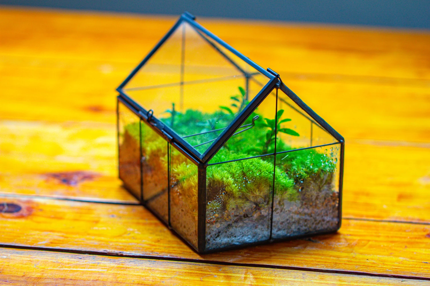 NCYP Mini Glass Terrarium With Lid House Shape Closed Planter Pot For Small Cactus, Succulents Plant 18 NCYP Mini Glass Terrarium With Lid House Shape Closed Planter Pot For Small Cactus, Succulents Plant - Image 18