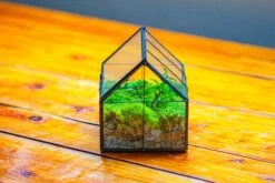 NCYP Mini Glass Terrarium With Lid House Shape Closed Planter Pot For Small Cactus, Succulents Plant 33 NCYP Mini Glass Terrarium With Lid House Shape Closed Planter Pot For Small Cactus, Succulents Plant -Ncyp Garden Sale Shop IMG 2075 6fd83ae0 0fc2 4afc a657 b3f23f85cf9a